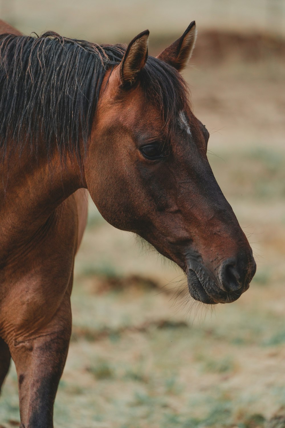 brown horse