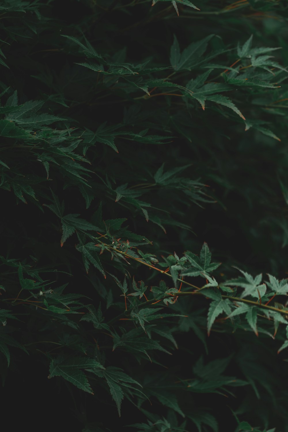 selective focus photography of green trees