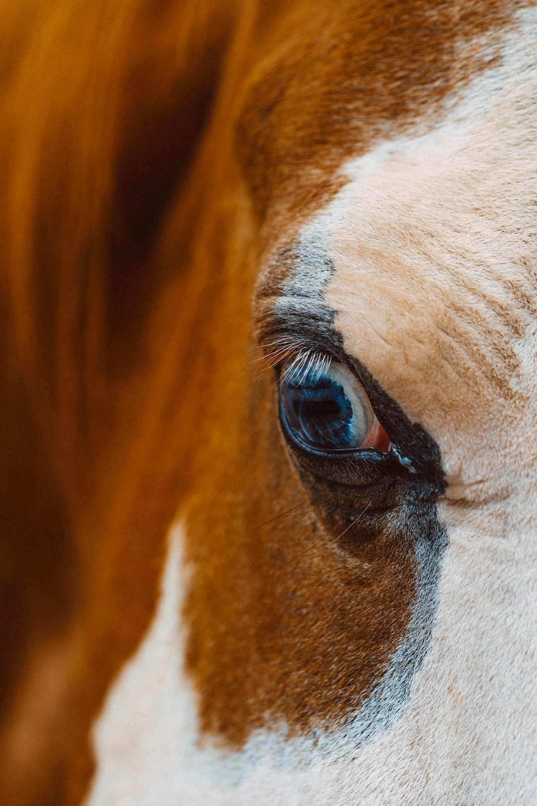 selective focus photography of animal eye