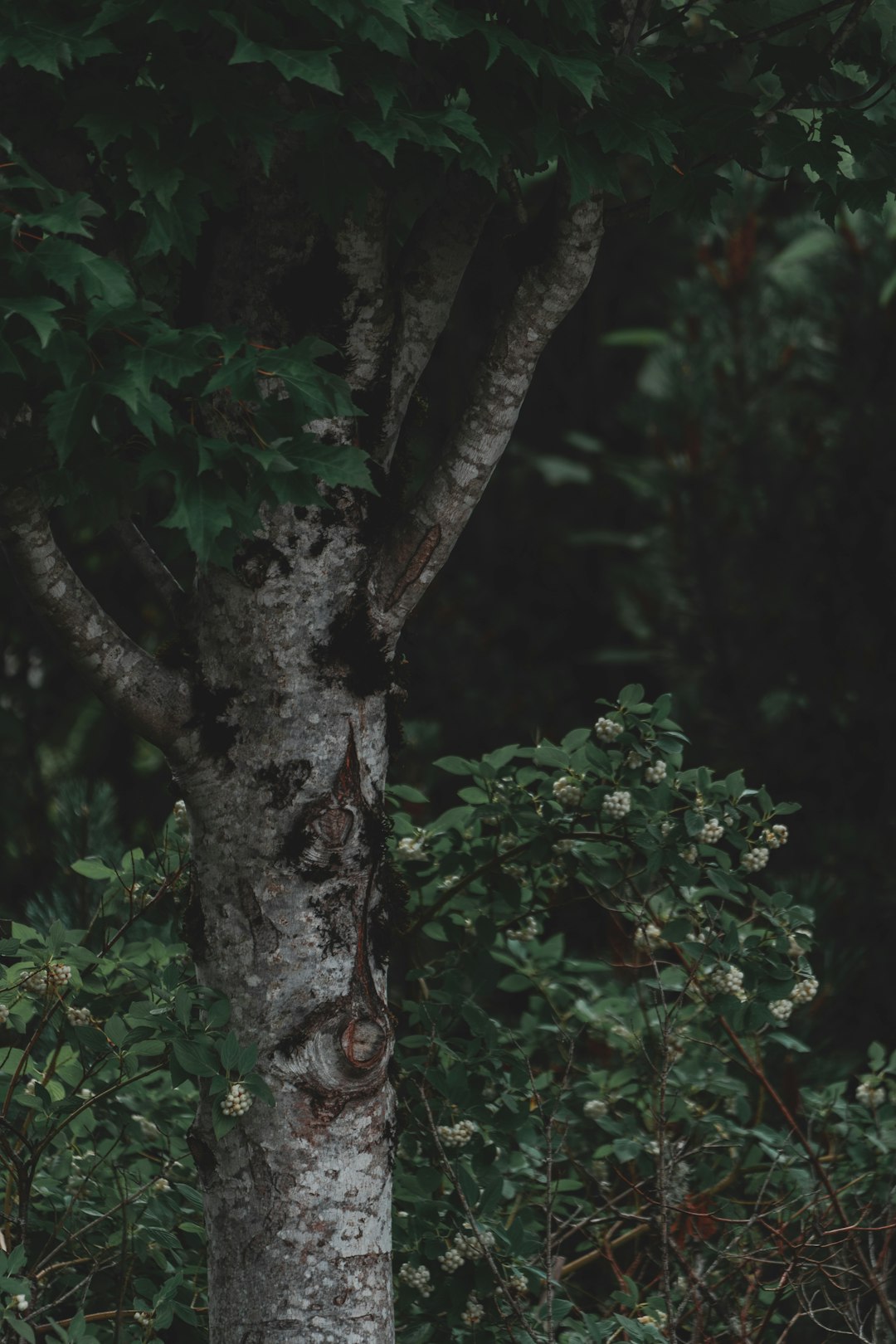 black and green tree close-up photography