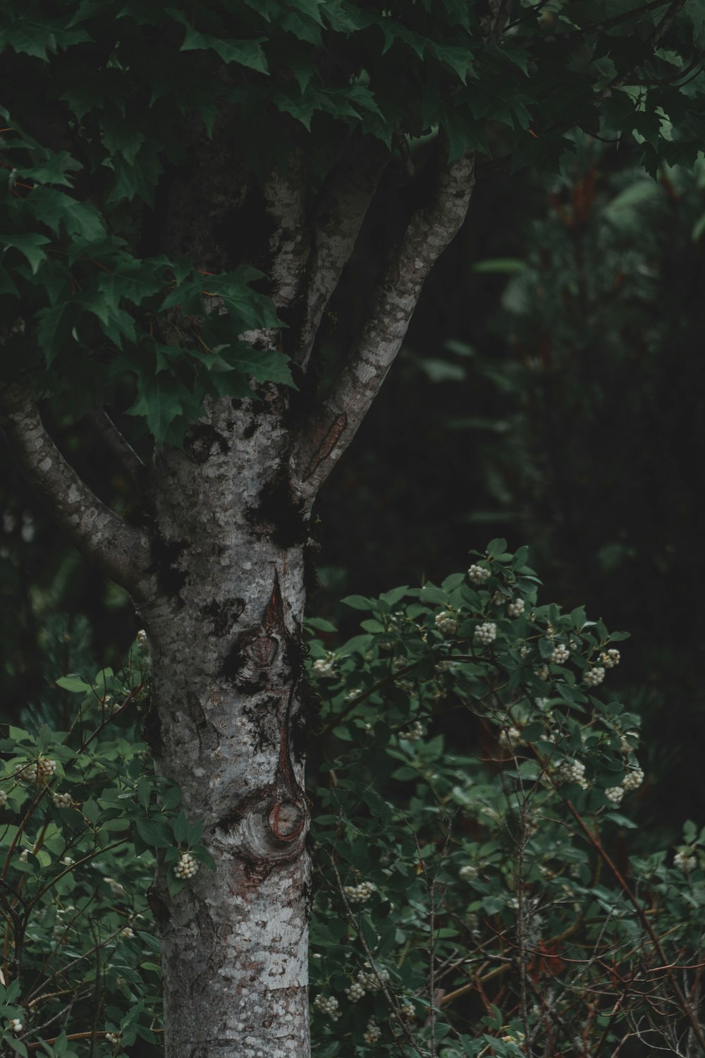 black and green tree close-up photography photo – Free Grey Image on  Unsplash