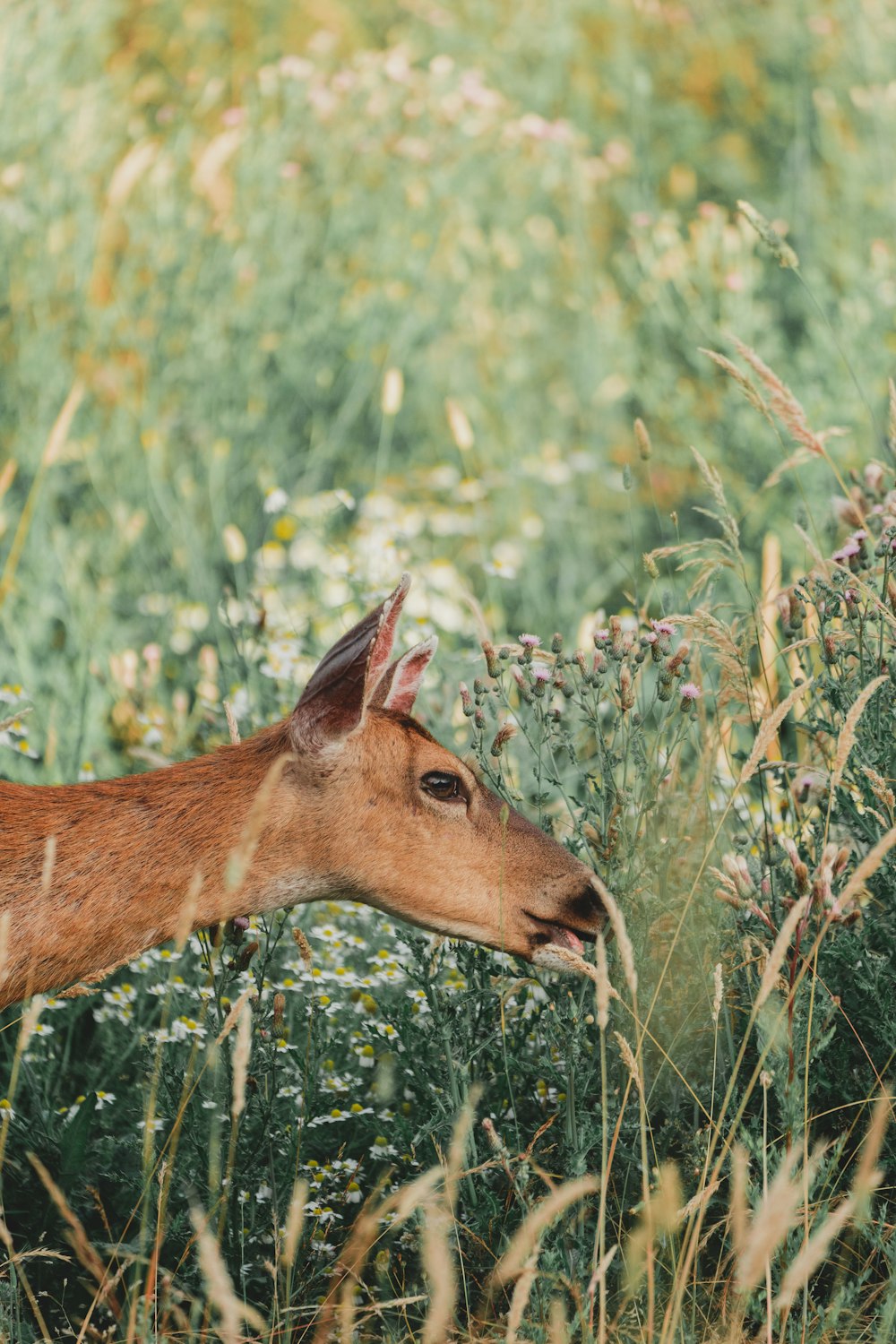 brown deer facing sideways