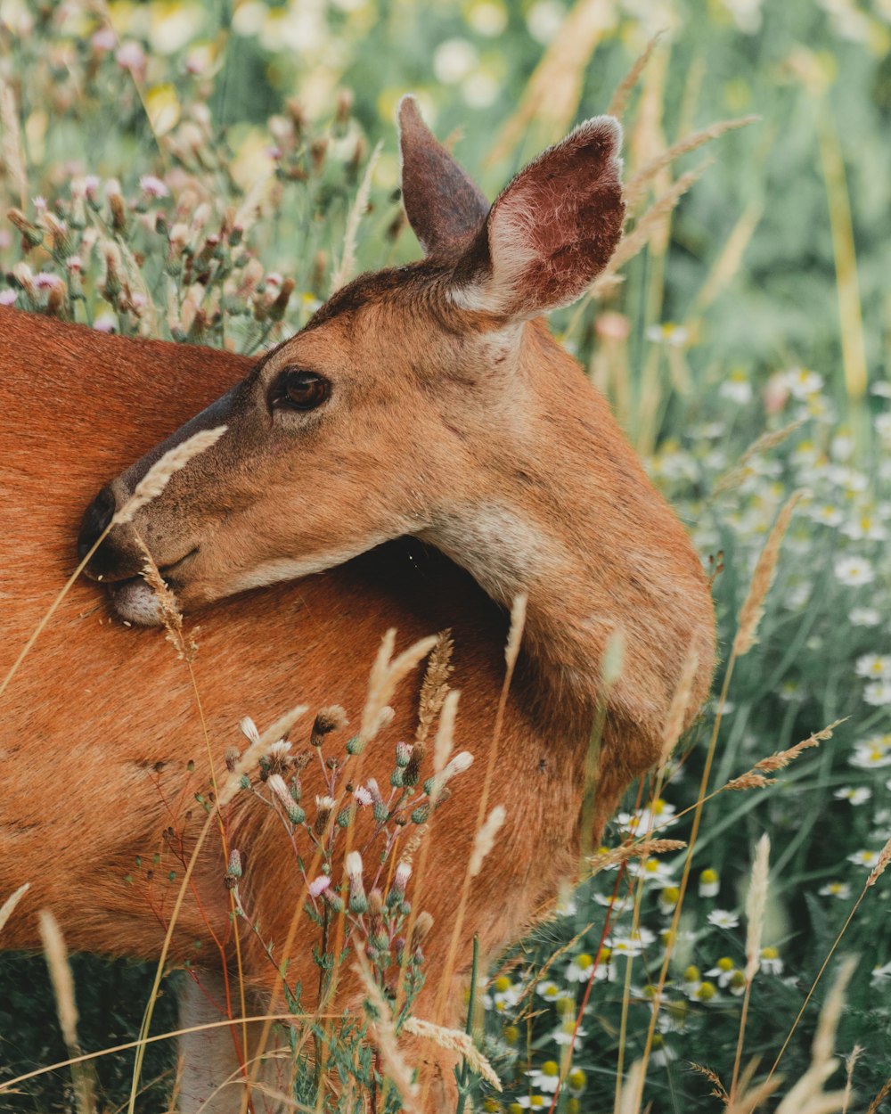 brown deer