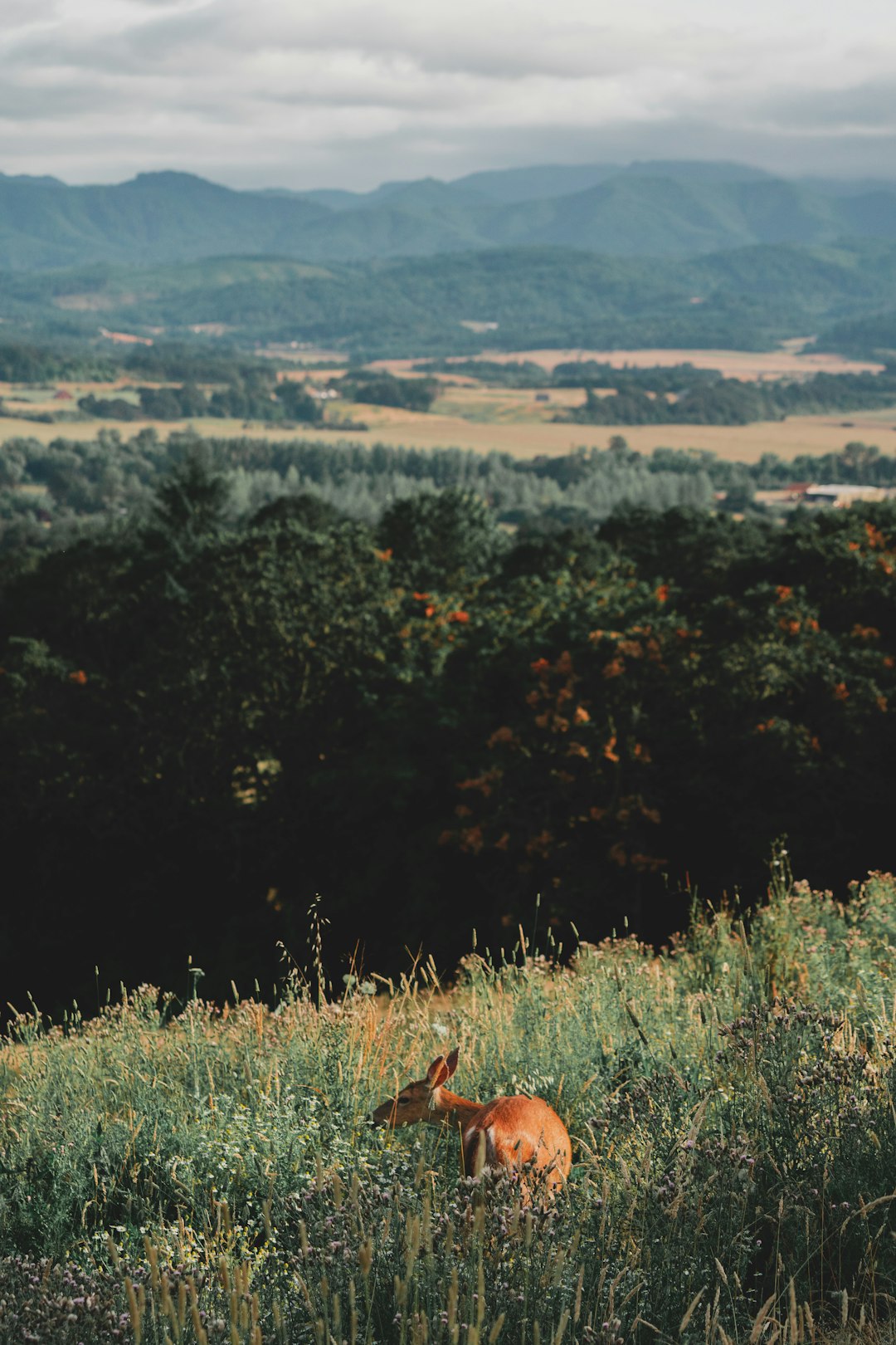 brown coated deer on grass field