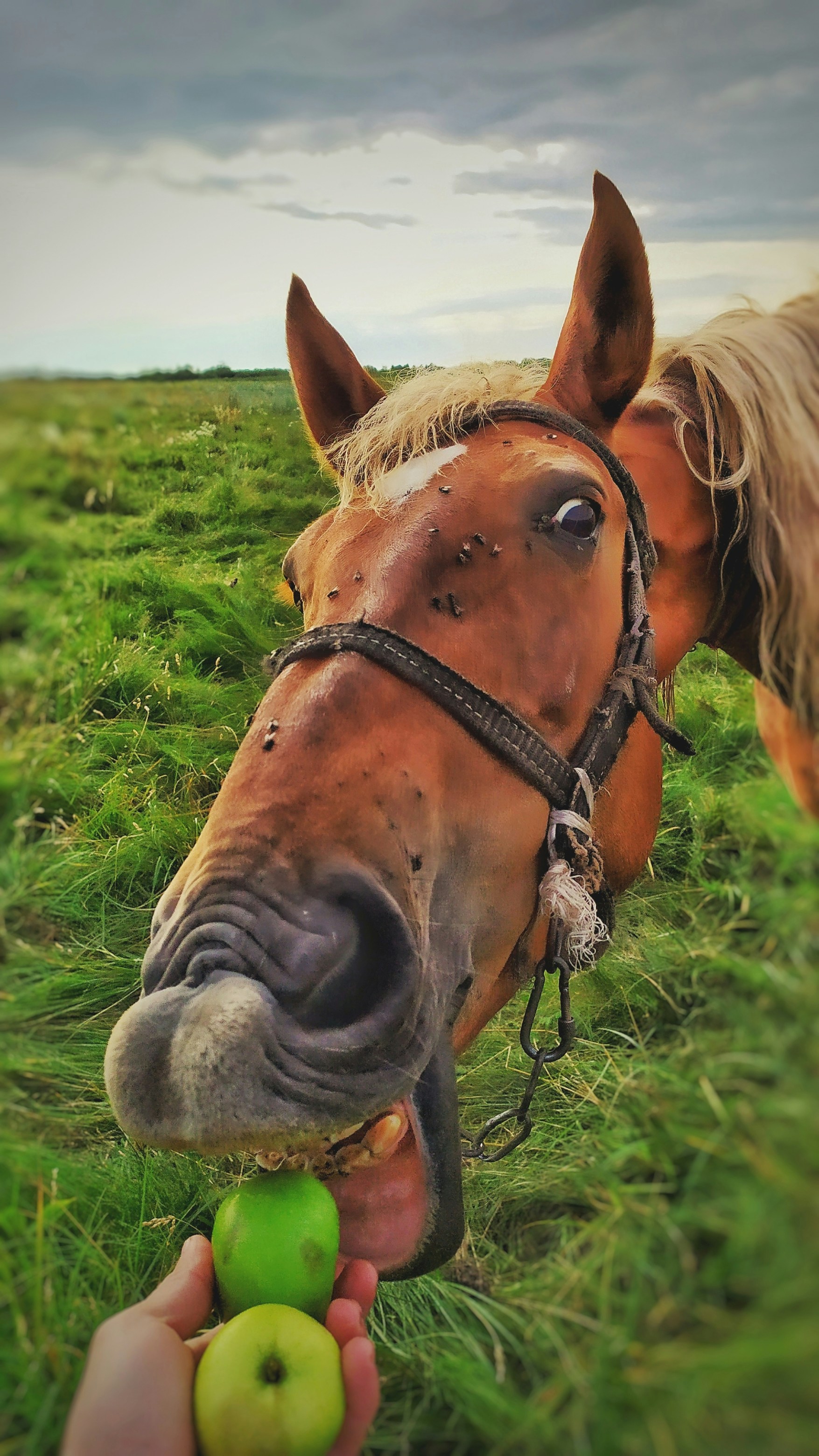 Friandises cheval