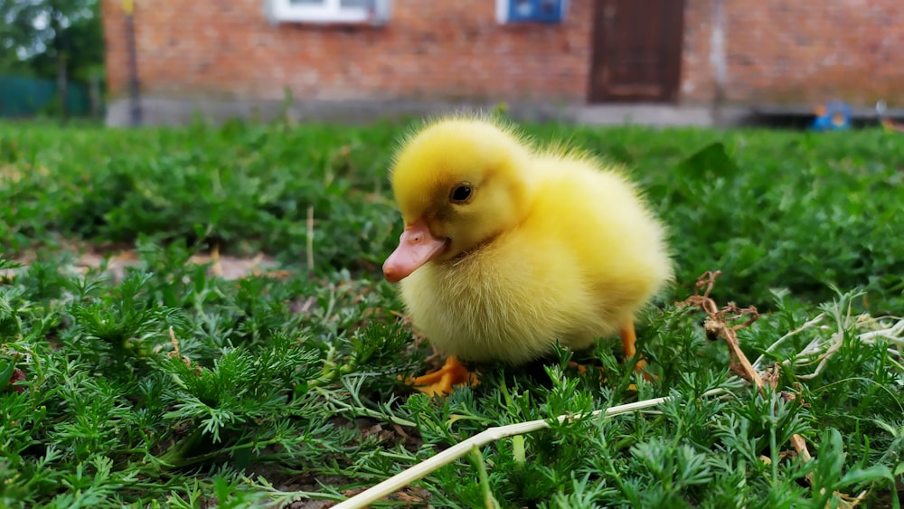 Pato amarillo