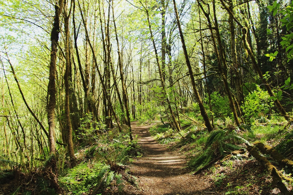 forest at daytime