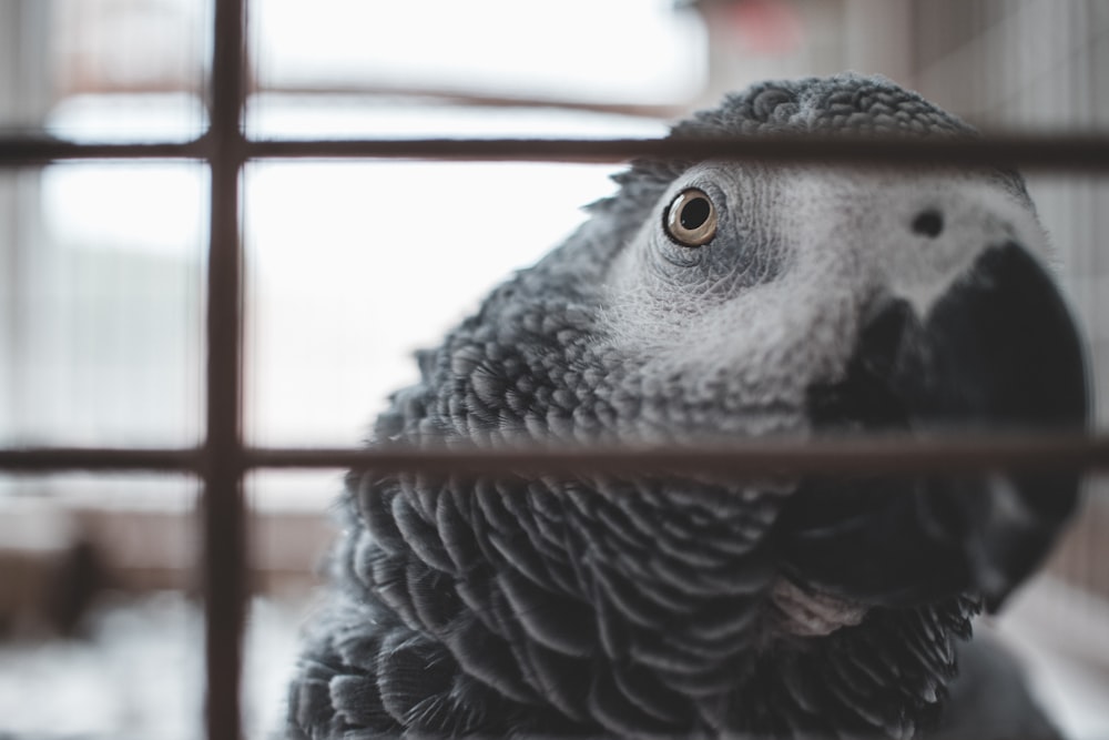 grey parrot inside cage