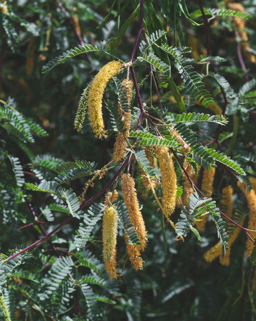 closeup photo of tree