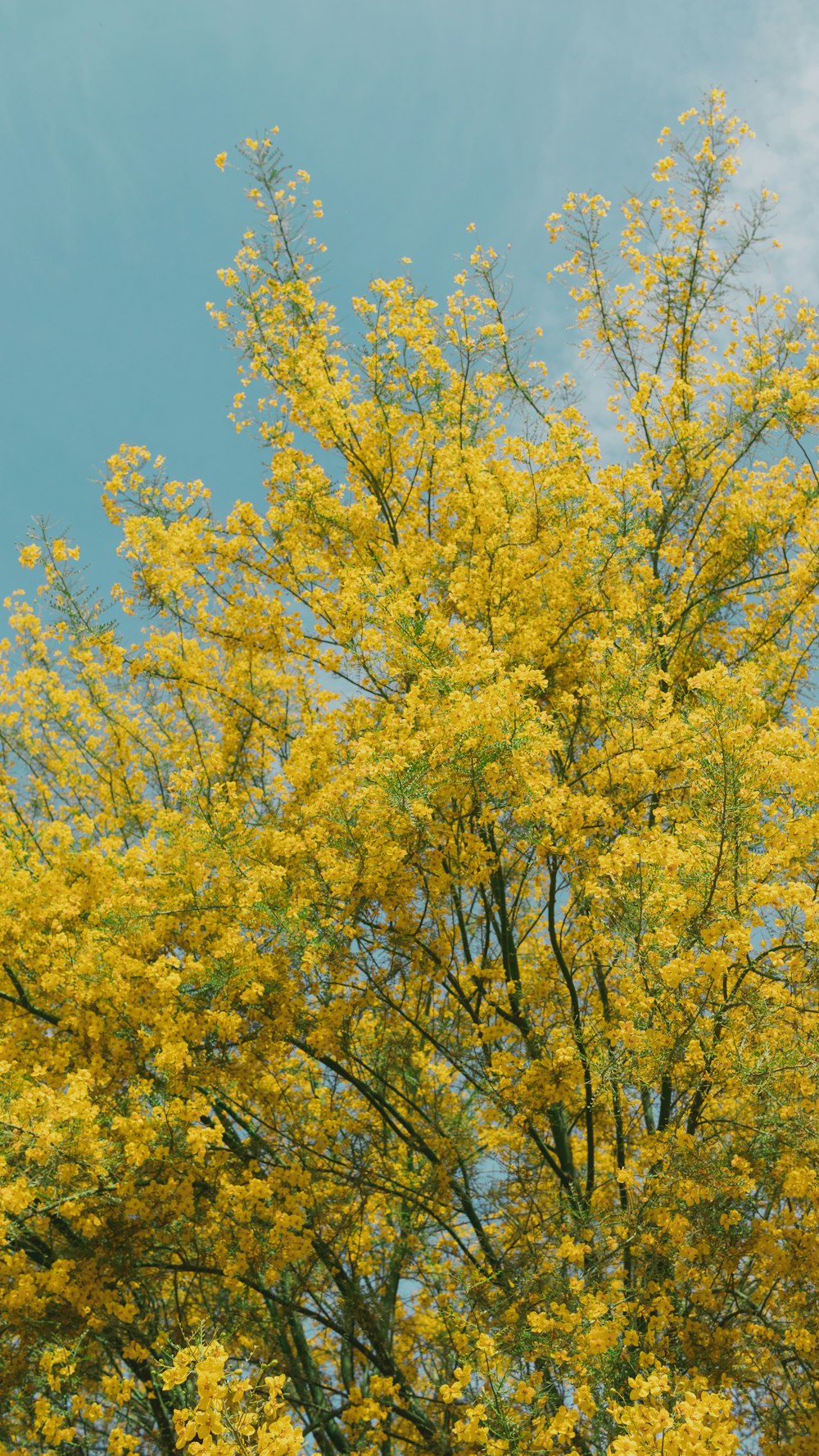 green leaf tree