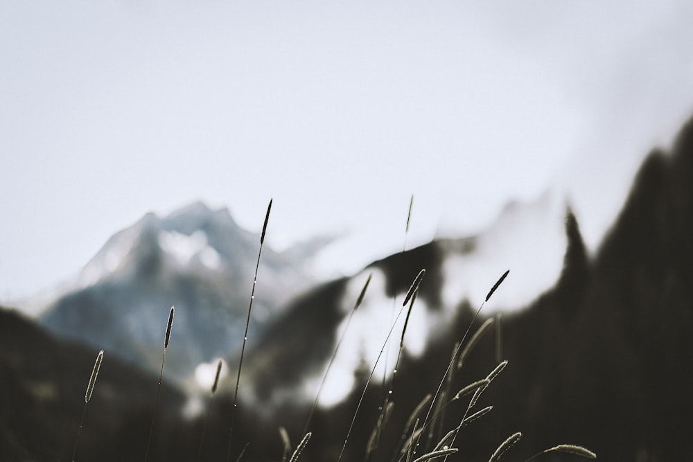 a close up of some grass with a mountain in the background