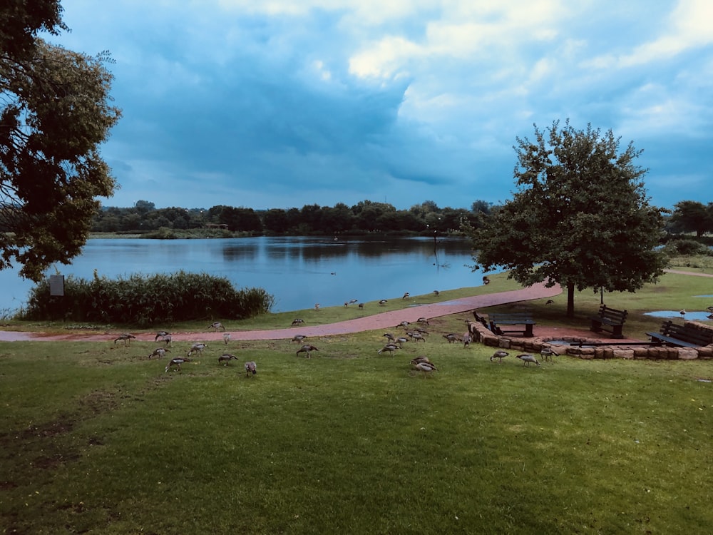 calm body of water near trees during daytime