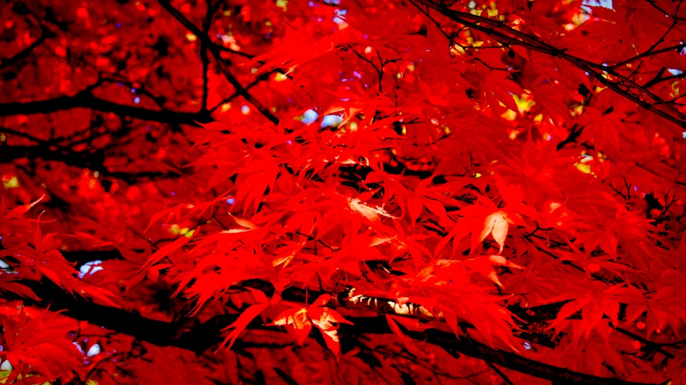 a red tree with lots of leaves on it