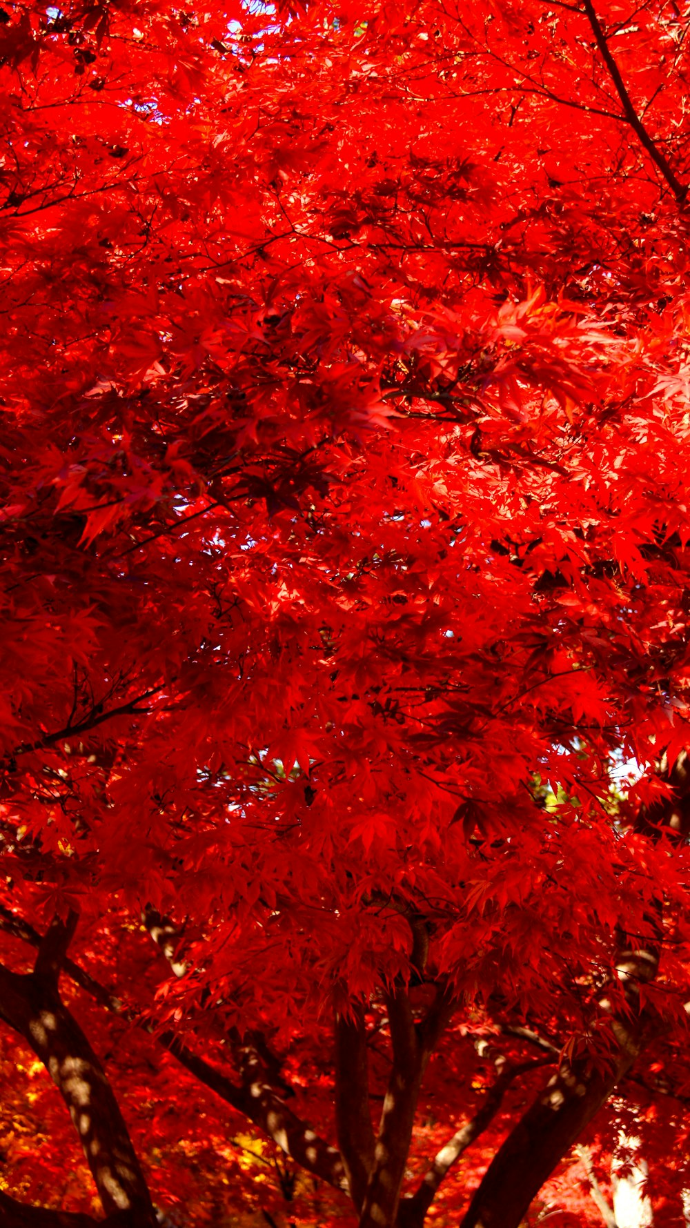 昼間の紅葉樹