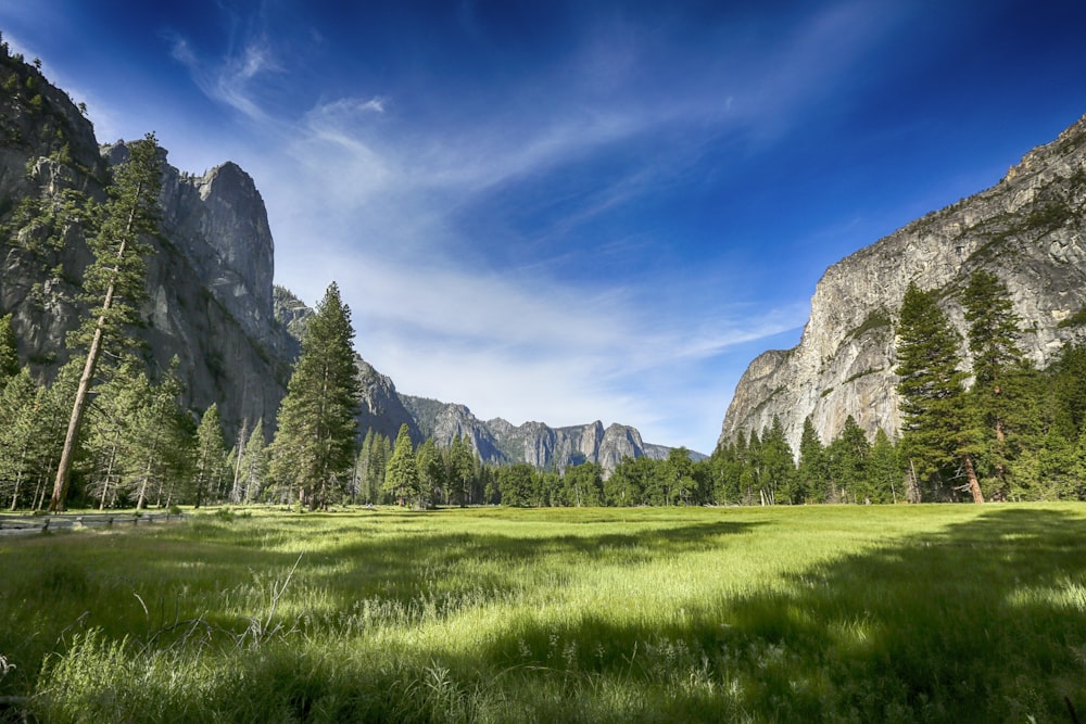 green grass field