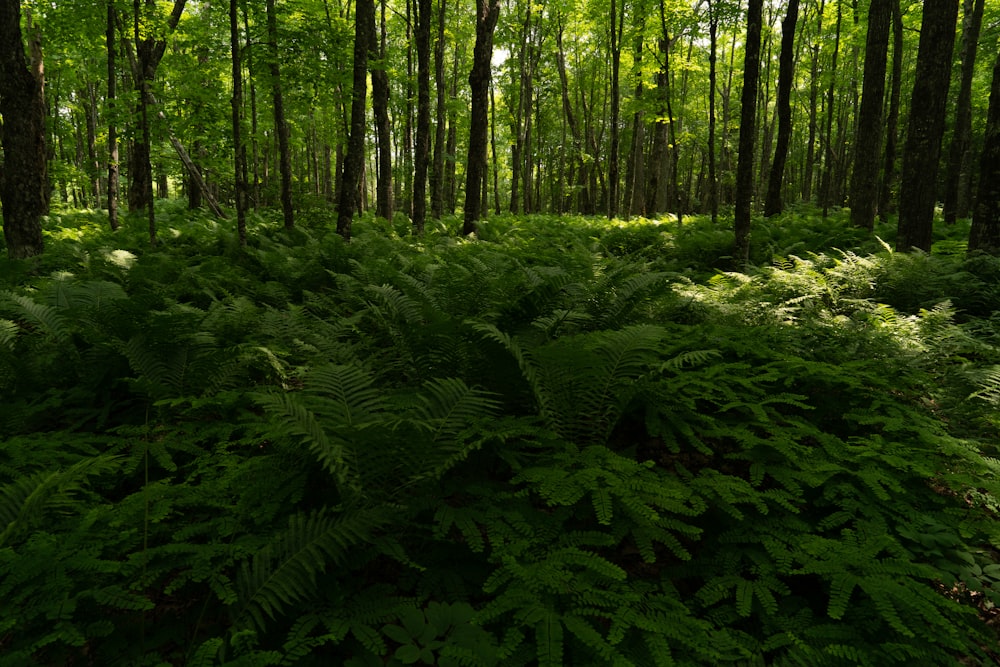 green tree in forest