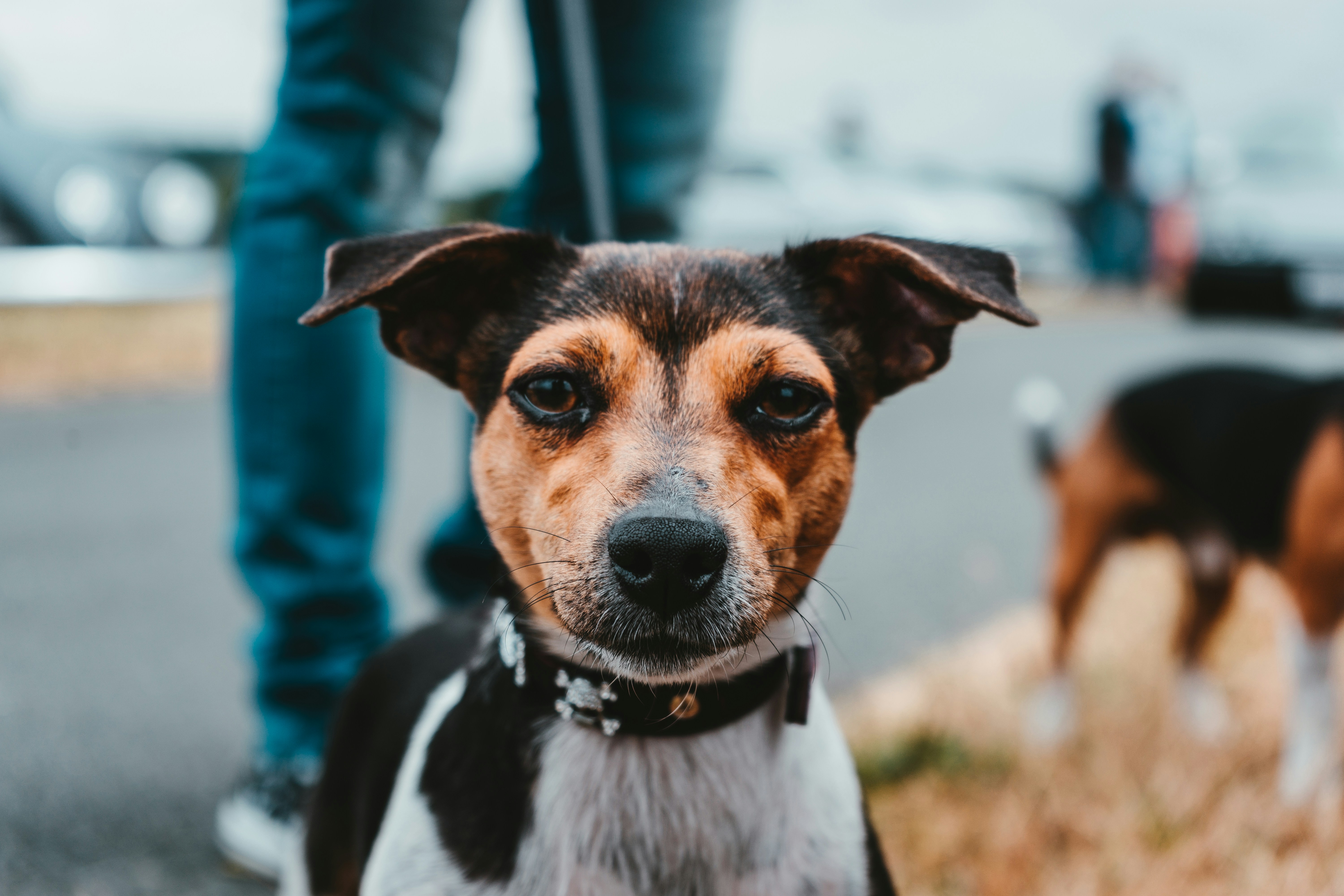 A close-up of a dog with upright ears standing on a leash outdoors, with another dog and people in the background.