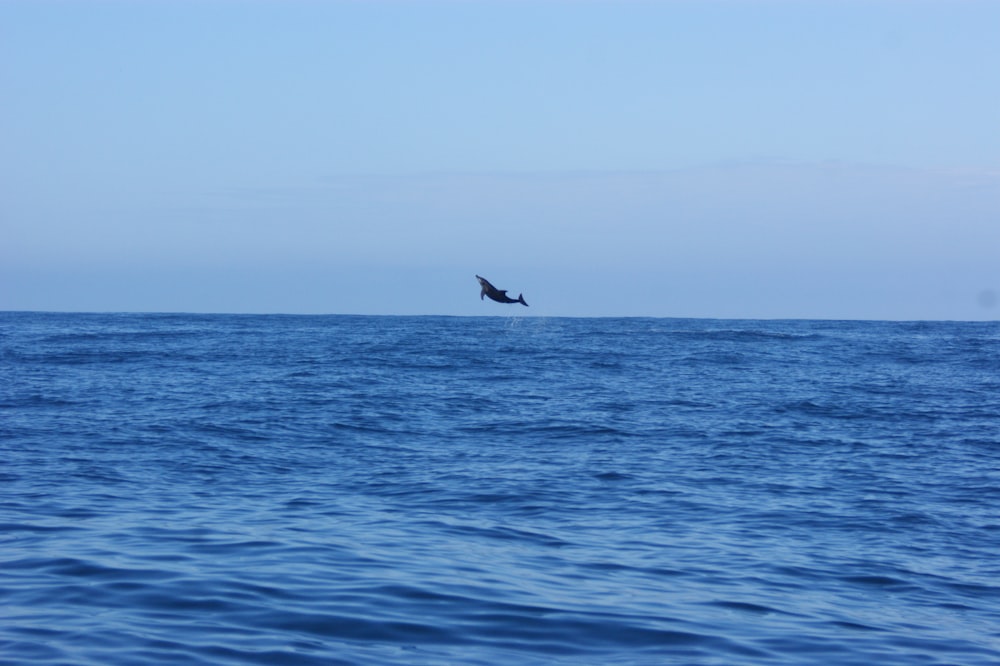 black dolphin leaps over the water
