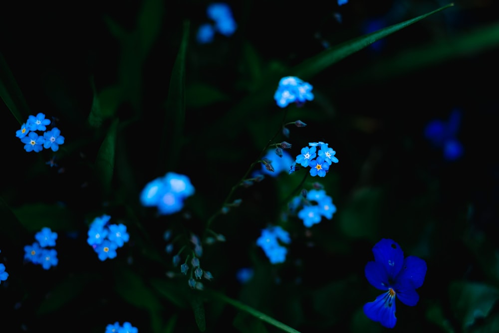 blue petaled flower lot