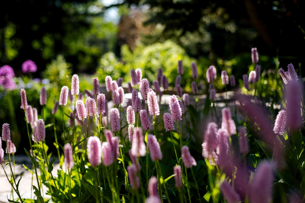 pink petaled flower lot