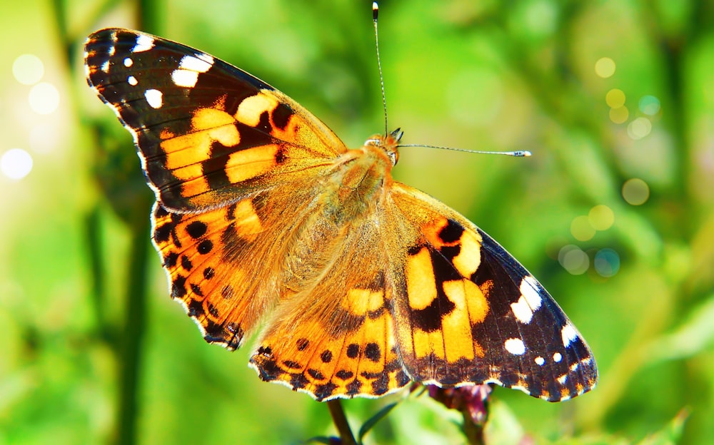 photo of yellow and black moth