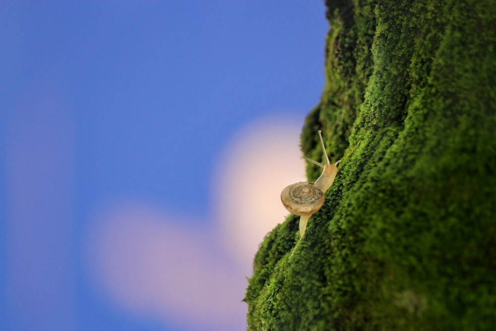 brown snail on green field during daytime