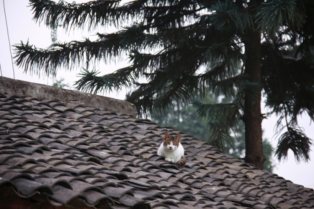 white cat on roof