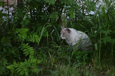 A light-colored cat with striking blue eyes is crouched among lush green foliage. The setting appears to be a garden or a natural area with tall grass and leaves surrounding the cat, offering a sense of seclusion.