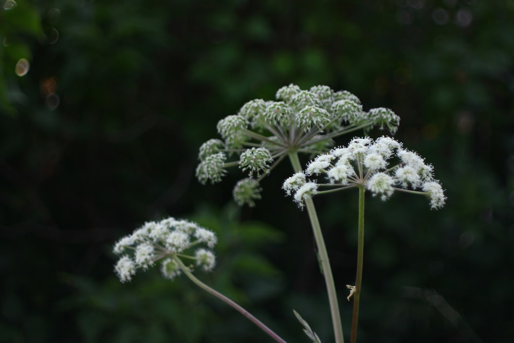 selective focus photography of white flwoer