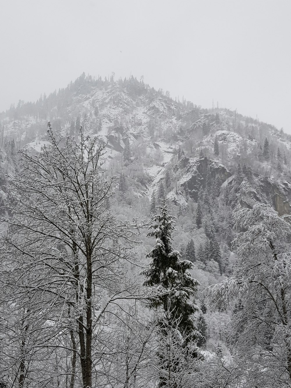 snow covered trees and mountain