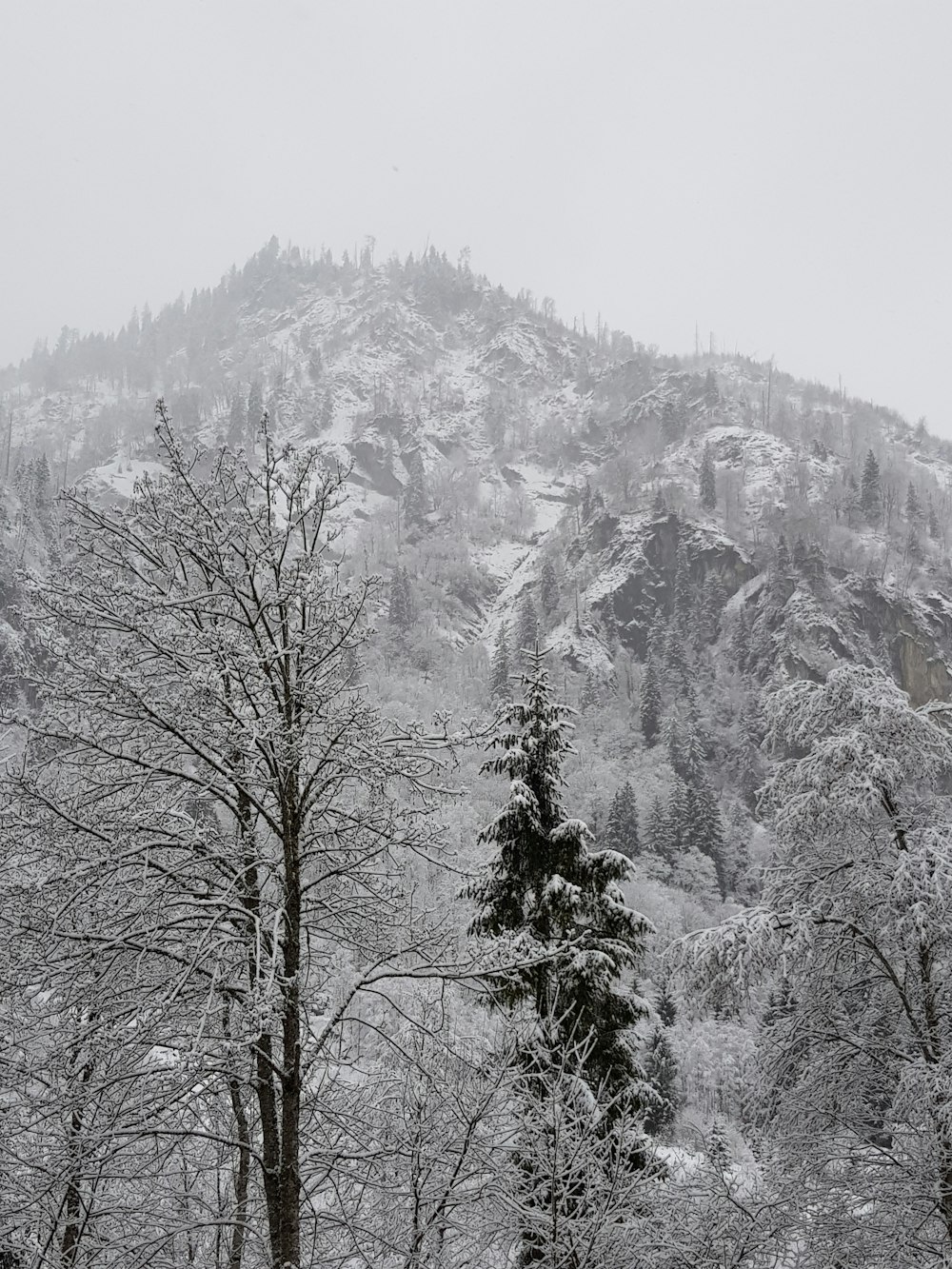 Árboles cubiertos de nieve y montaña