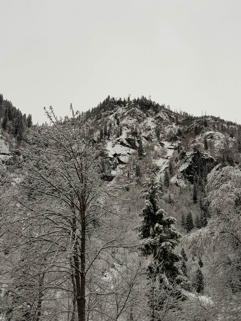 snow-covered mountain and trees