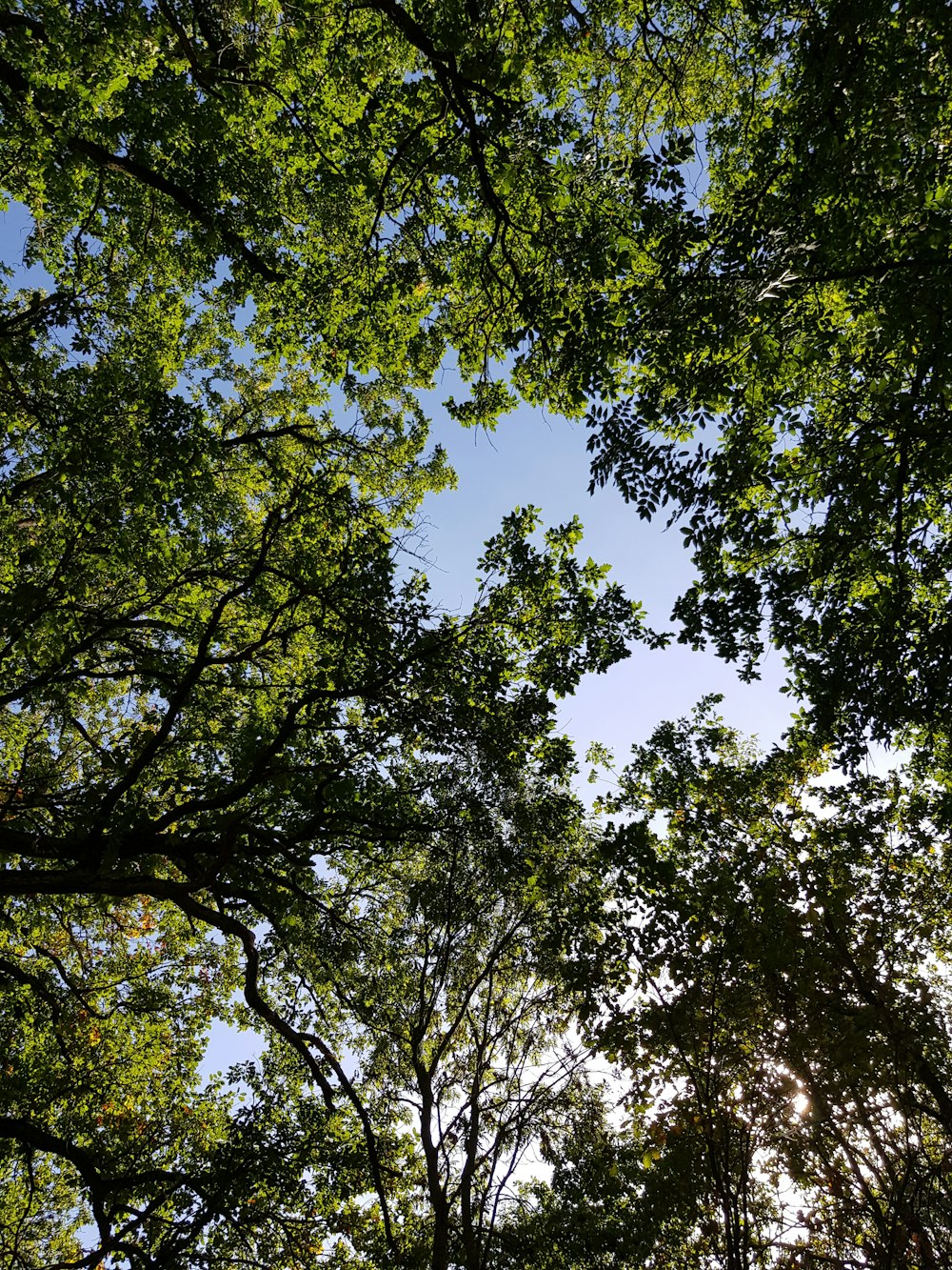 green and brown trees