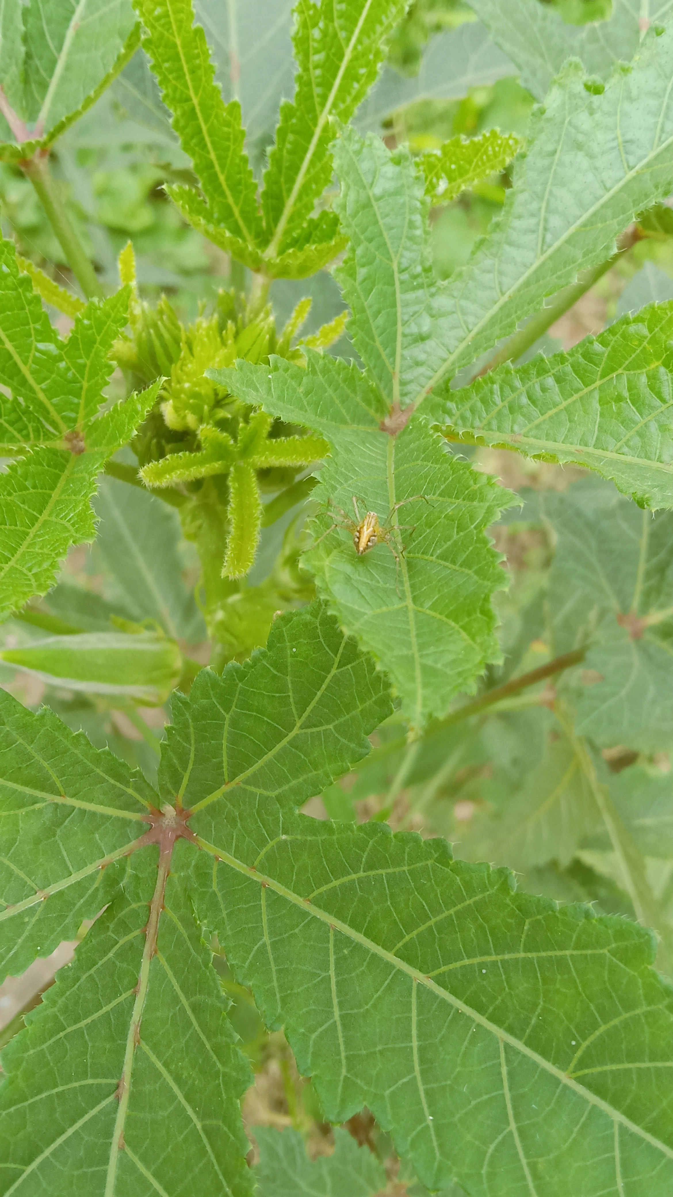 Plantas que repelen insectos de forma natural: mitos y realidades