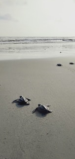 gray turtles near seashore