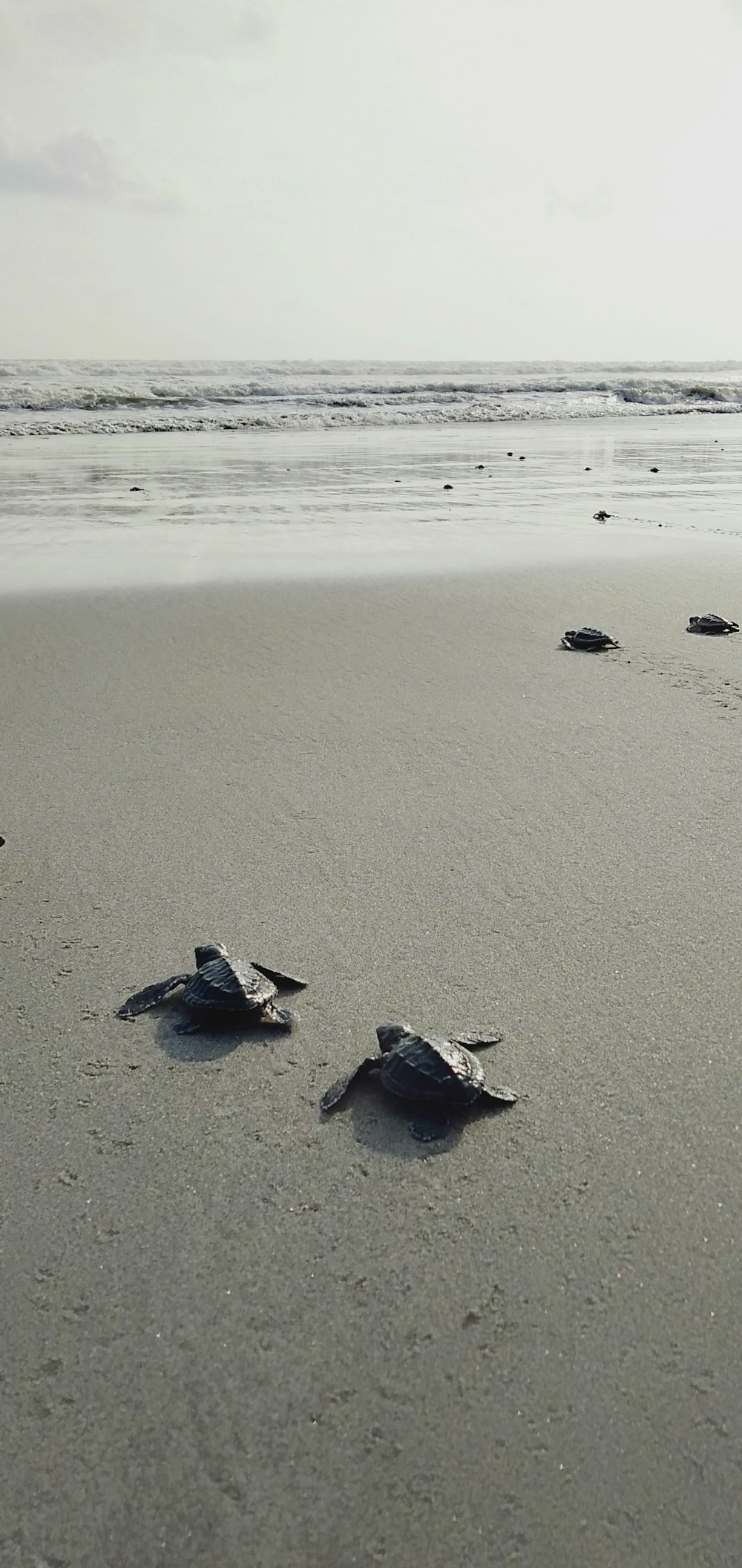 해변 근처의 회색 거북이