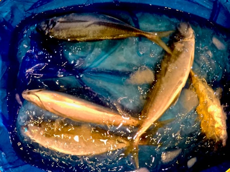 A group of fish lying on a surface covered in crushed ice. The fish are silver and gold in color, glistening under the light. They appear to be freshly caught and arranged in a somewhat haphazard manner.
