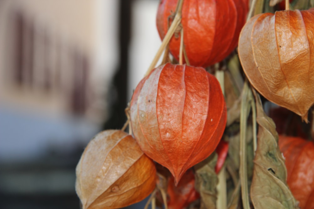 Fotografia de foco raso Frutas de groselha marrom e laranja