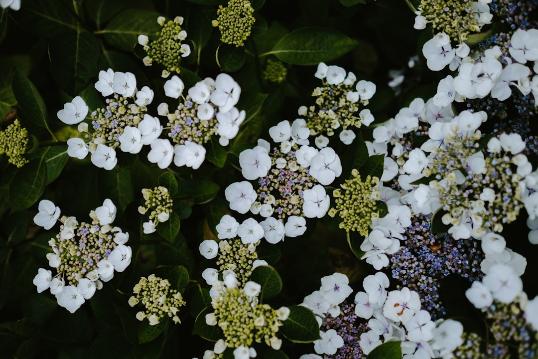 white petaled flowers