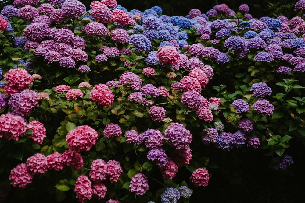 pink and purple petaled flower