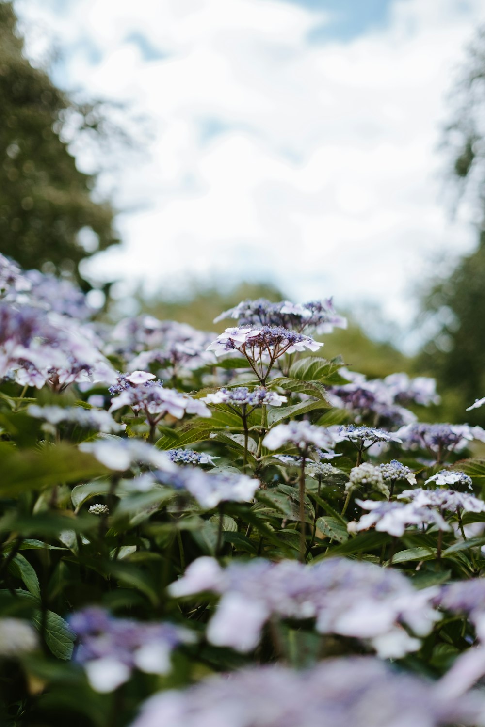 purple-petaled flowers