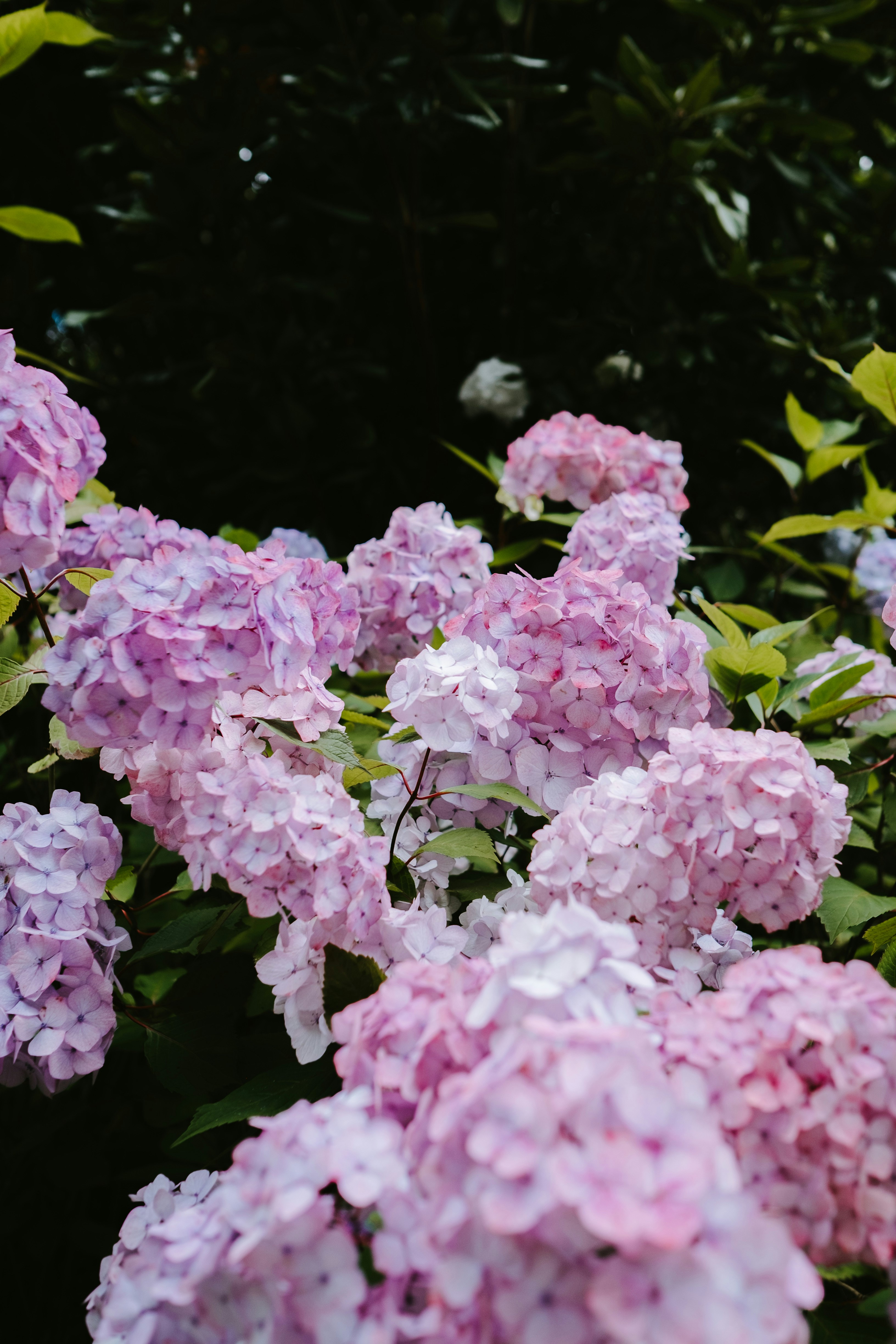 Photo by anniespratt