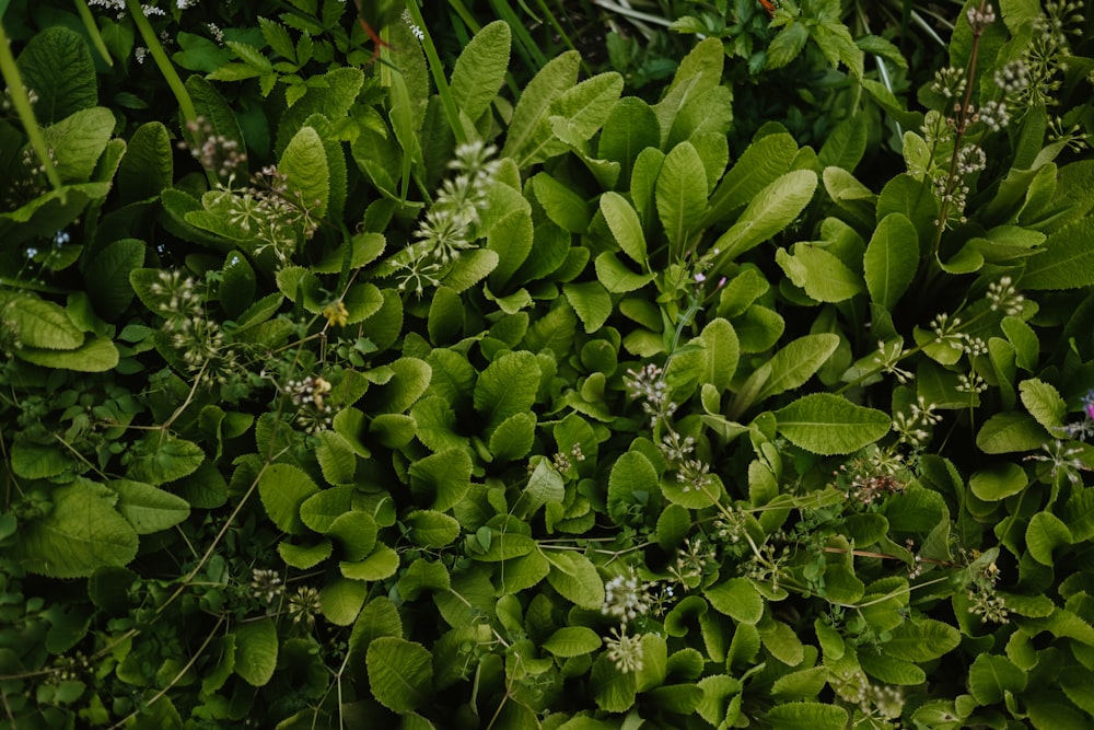 green-leafed plant