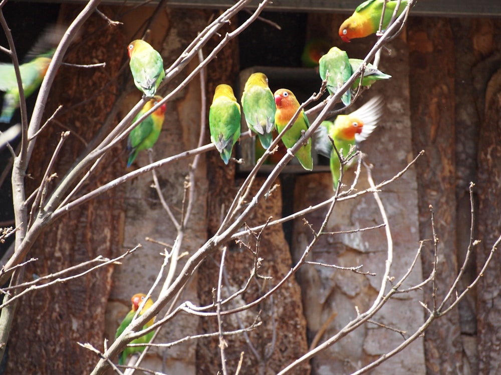 green birds perching on twigs