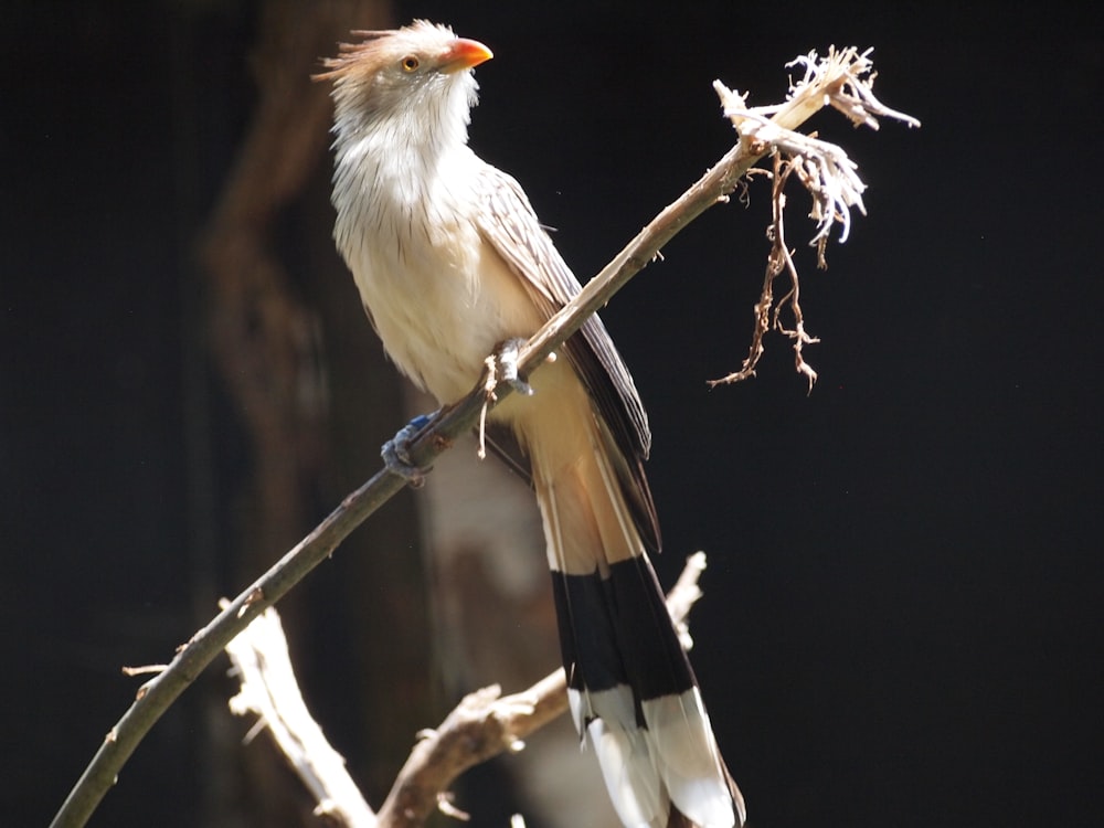 white and black bird perching on a twig