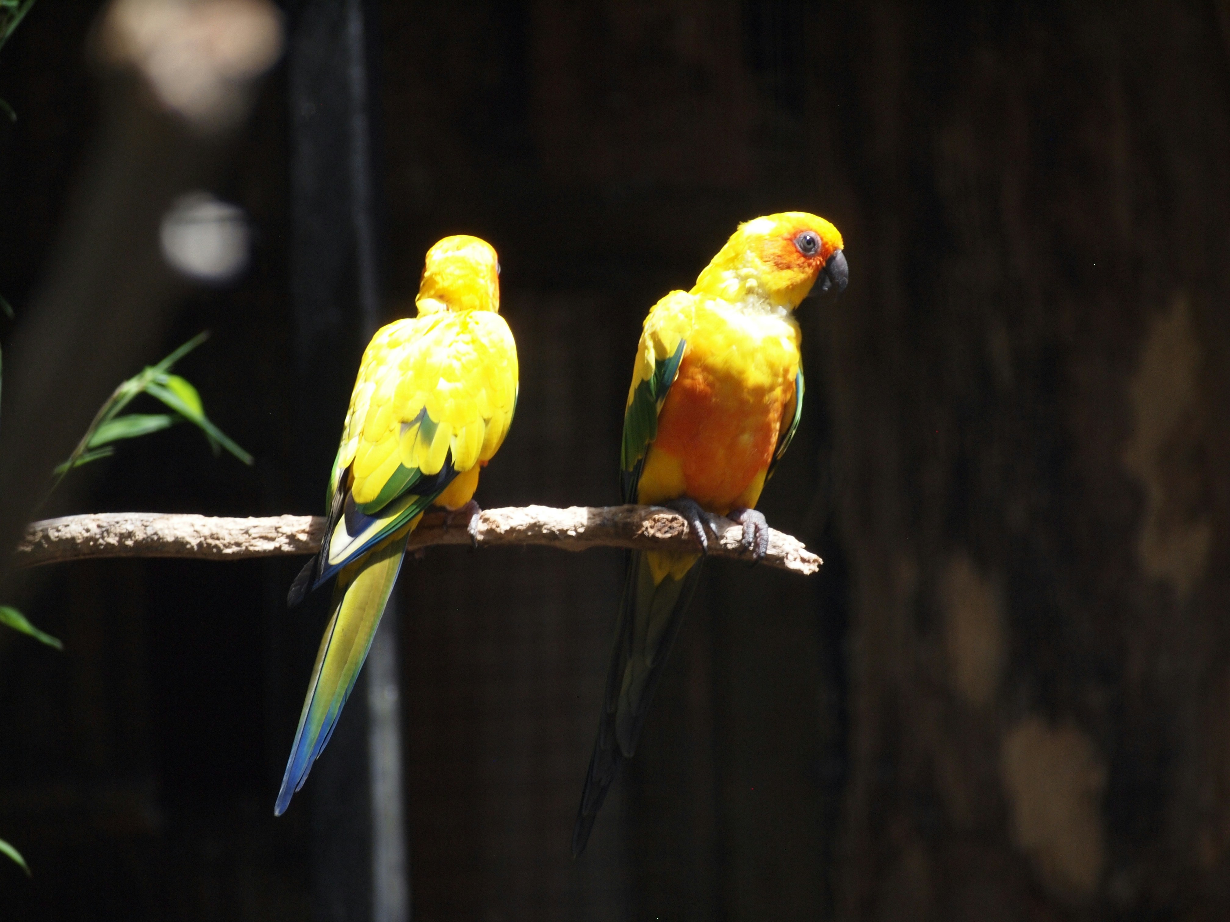 Parrot enjoying spring sunshine near window