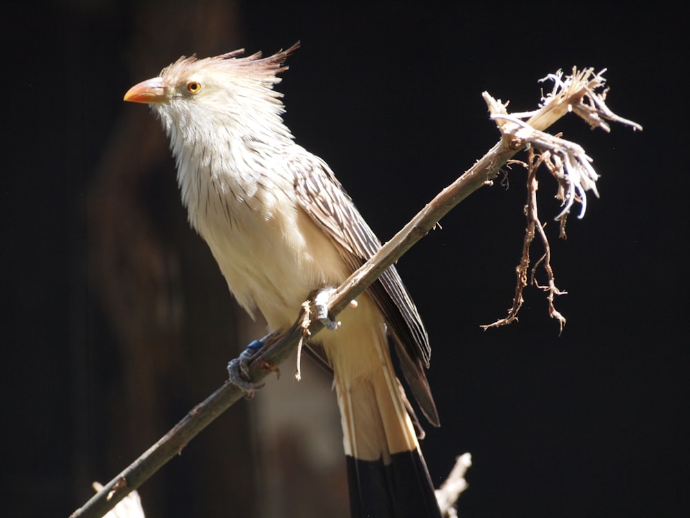 white and brown bird