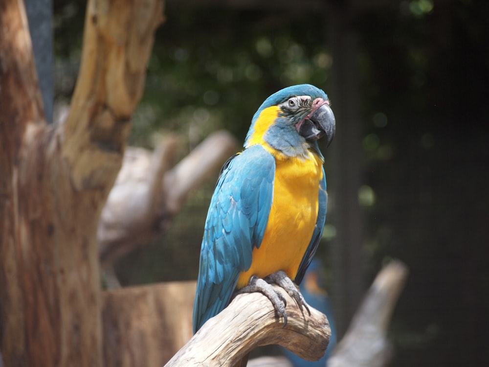 blue and yellow parrot perching