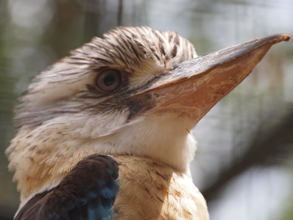 brown long beak bird looking sharply