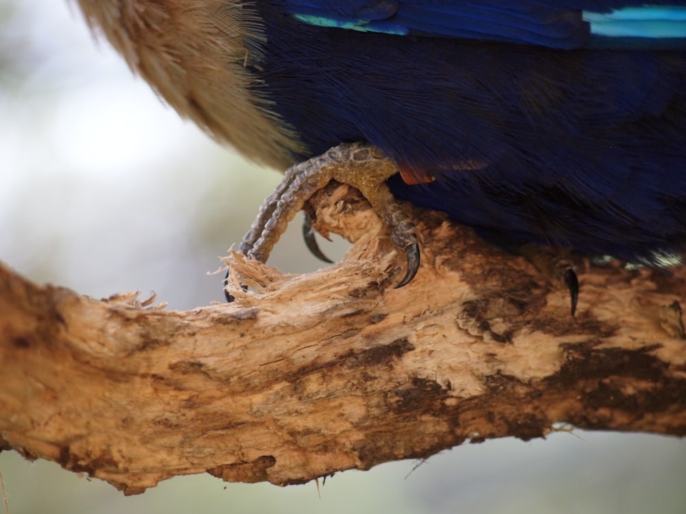 blue and brown feathered bird perching on tree branch with sharp claws